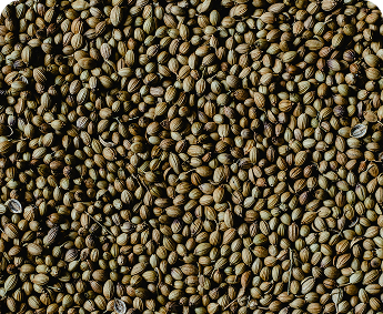 Coriander Seeds